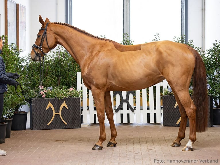 Hanoverian Mare 5 years 16.1 hh Chestnut-Red in Verden