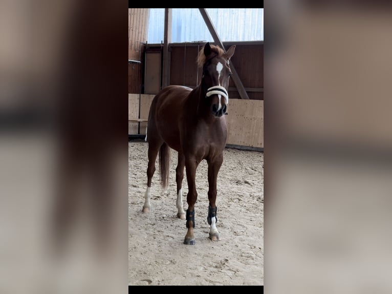 Hanoverian Mare 5 years 16,1 hh Chestnut in Hannoversch Münden