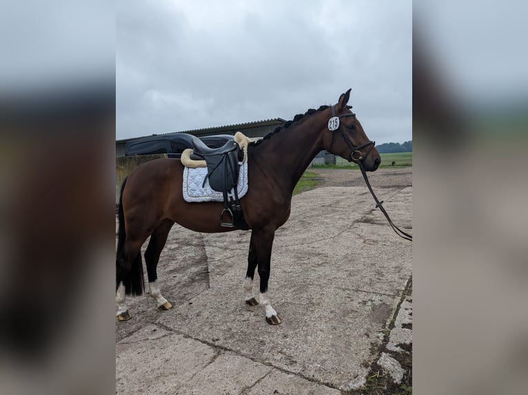 Hanoverian Mare 5 years 16,1 hh in Felde