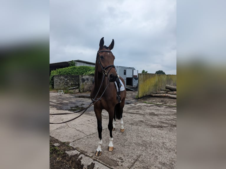 Hanoverian Mare 5 years 16,1 hh in Felde