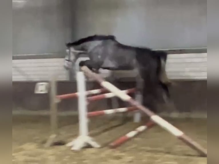 Hanoverian Mare 5 years 16,1 hh Gray-Dapple in Kevelaer