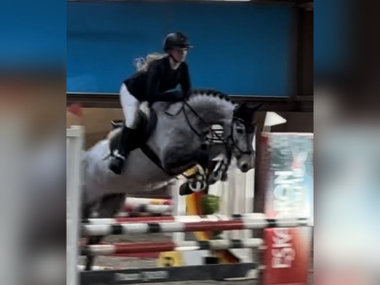 Hanoverian Mare 5 years 16,1 hh Gray in Sottrum