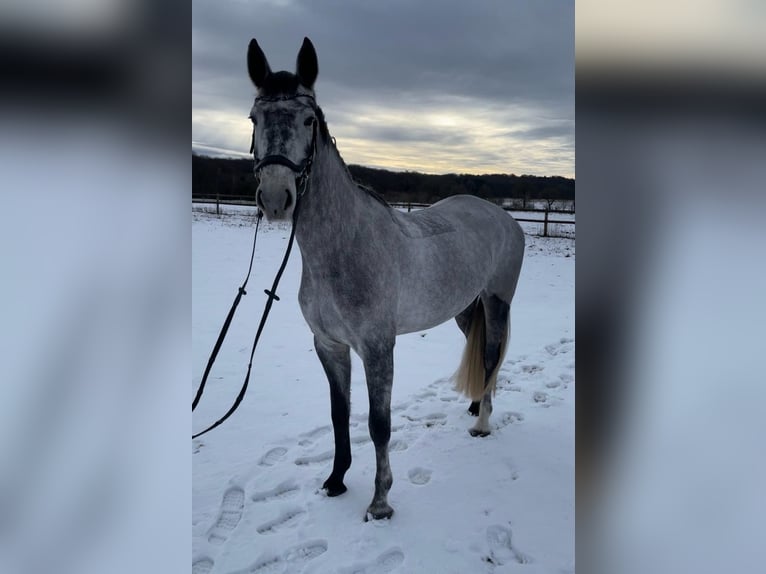 Hanoverian Mare 5 years 16,1 hh Gray in Sottrum