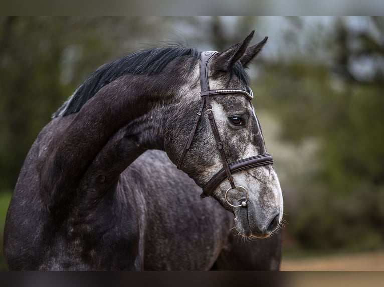Hanoverian Mare 5 years 16,1 hh Gray in Riedstadt