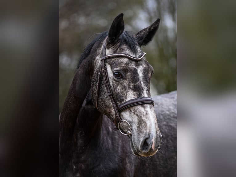 Hanoverian Mare 5 years 16,1 hh Gray in Riedstadt