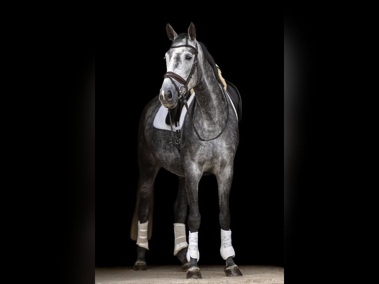 Hanoverian Mare 5 years 16.1 hh Grey-Dapple in Ermsleben