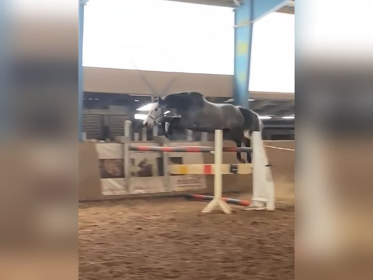 Hanoverian Mare 5 years 16.1 hh Grey in Neustadt am Rübenberge