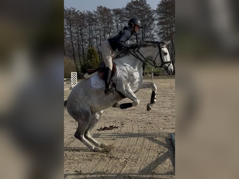 Hanoverian Mare 5 years 16.1 hh Grey in Oststeinbek