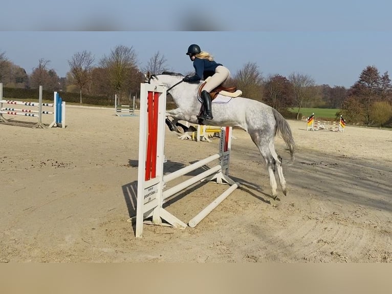 Hanoverian Mare 5 years 16.1 hh Grey in Oststeinbek