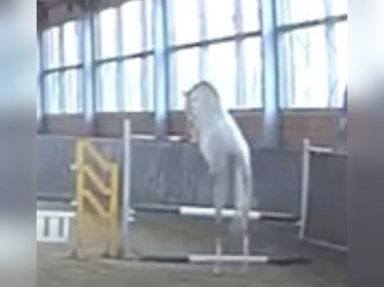 Hanoverian Mare 5 years 16.1 hh Grey in Oststeinbek