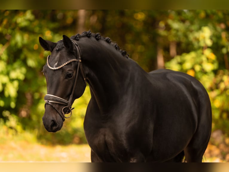 Hanoverian Mare 5 years 16.1 hh Smoky-Black in Wehringen