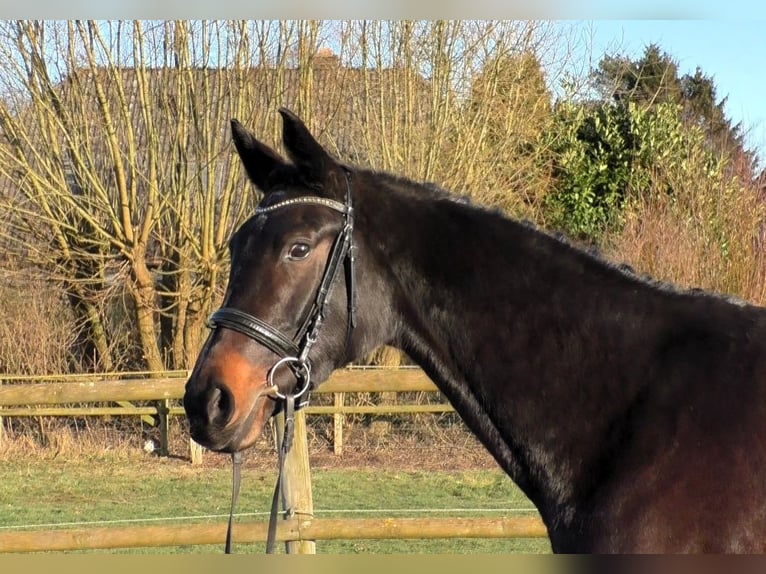 Hanoverian Mare 5 years 16,1 hh Smoky-Black in Linau