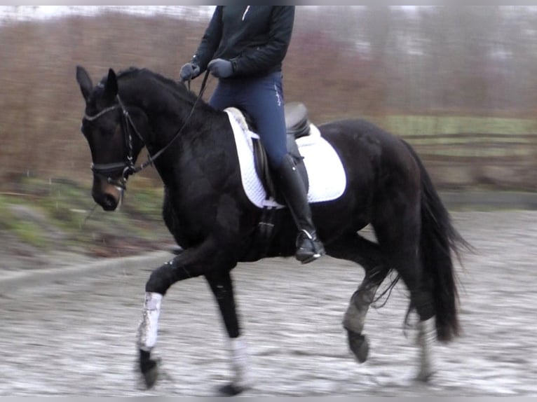 Hanoverian Mare 5 years 16,1 hh Smoky-Black in Linau