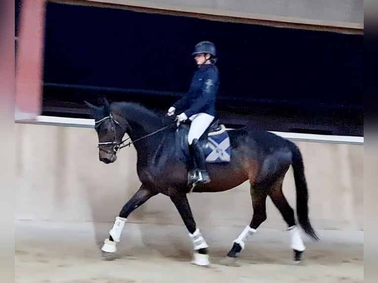 Hanoverian Mare 5 years 16.1 hh Smoky-Black in Böheimkirchen