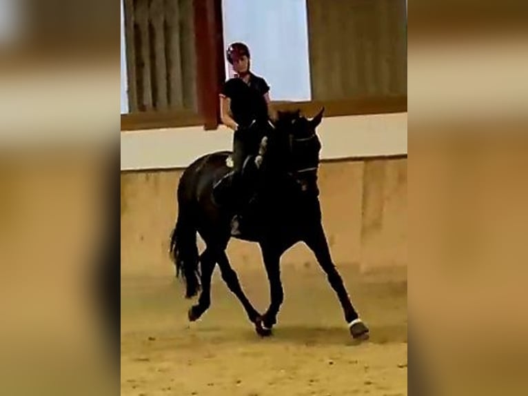 Hanoverian Mare 5 years 16.1 hh Smoky-Black in Böheimkirchen