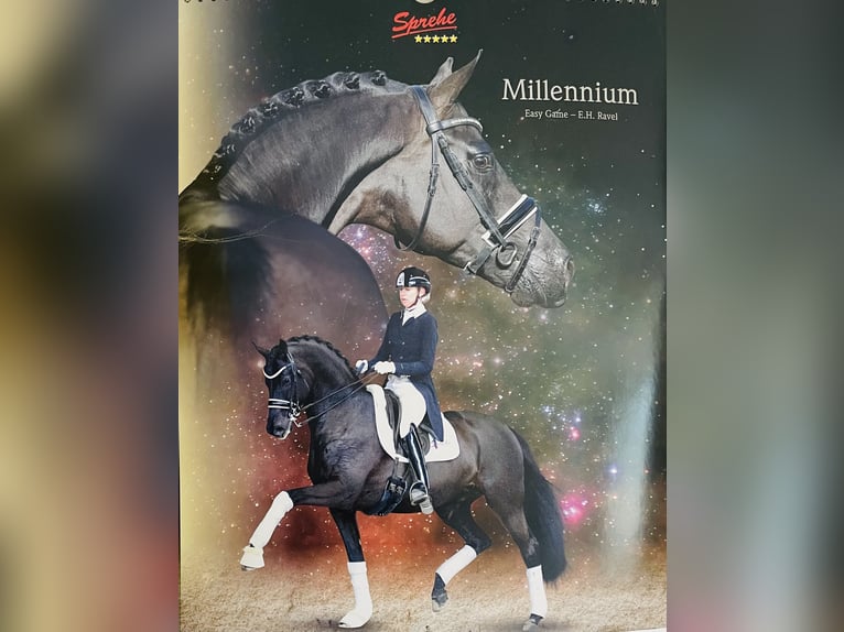 Hanoverian Mare 5 years 16,1 hh Smoky-Black in Hetschburg