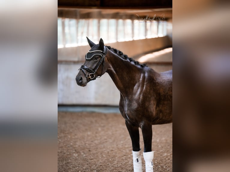 Hanoverian Mare 5 years 16.1 hh Smoky-Black in Grundsheim