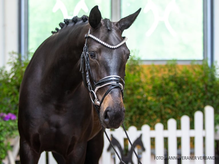 Hanoverian Mare 5 years 16.1 hh Smoky-Black in Verden