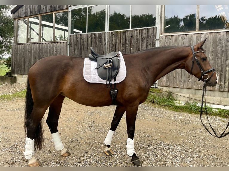 Hanoverian Mare 5 years 16,2 hh Bay-Dark in Dasing