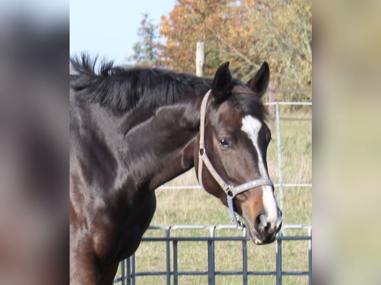 Hanoverian Mare 5 years 16,2 hh Bay-Dark in Ratekau