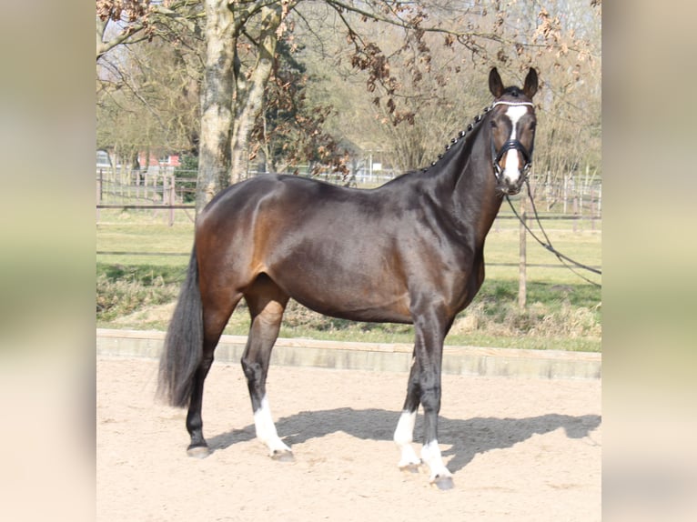 Hanoverian Mare 5 years 16,2 hh Bay-Dark in Ratekau