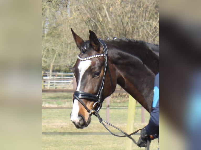 Hanoverian Mare 5 years 16,2 hh Bay-Dark in Ratekau