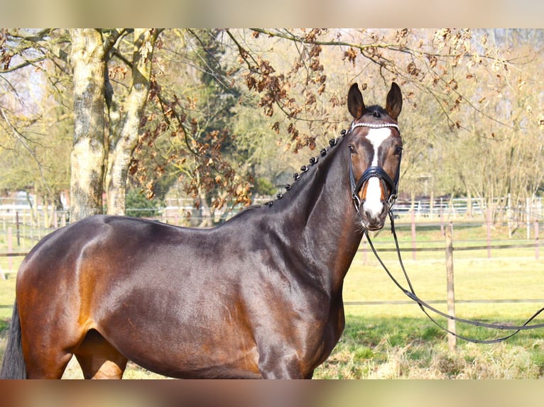 Hanoverian Mare 5 years 16,2 hh Bay-Dark in Ratekau