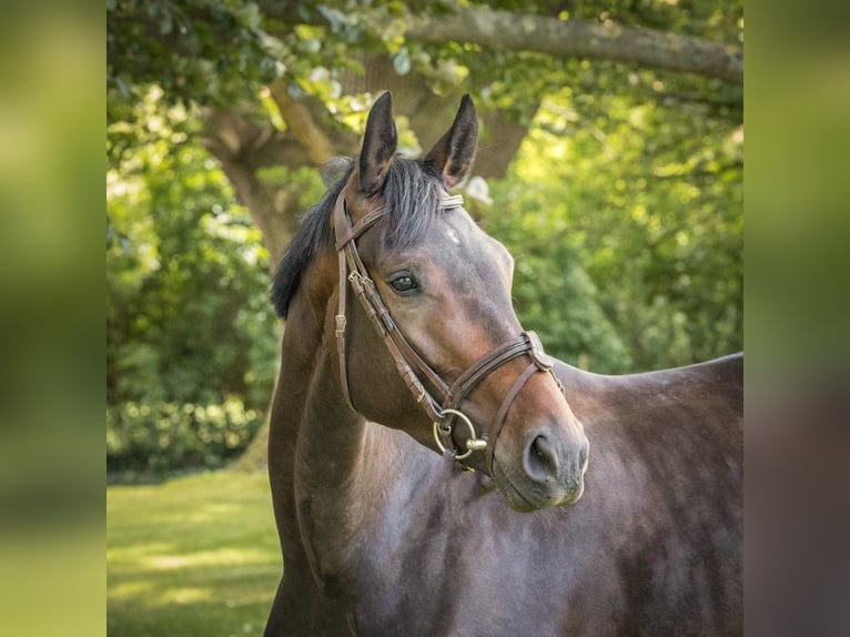 Hanoverian Mare 5 years 16,2 hh Bay-Dark in Langelsheim