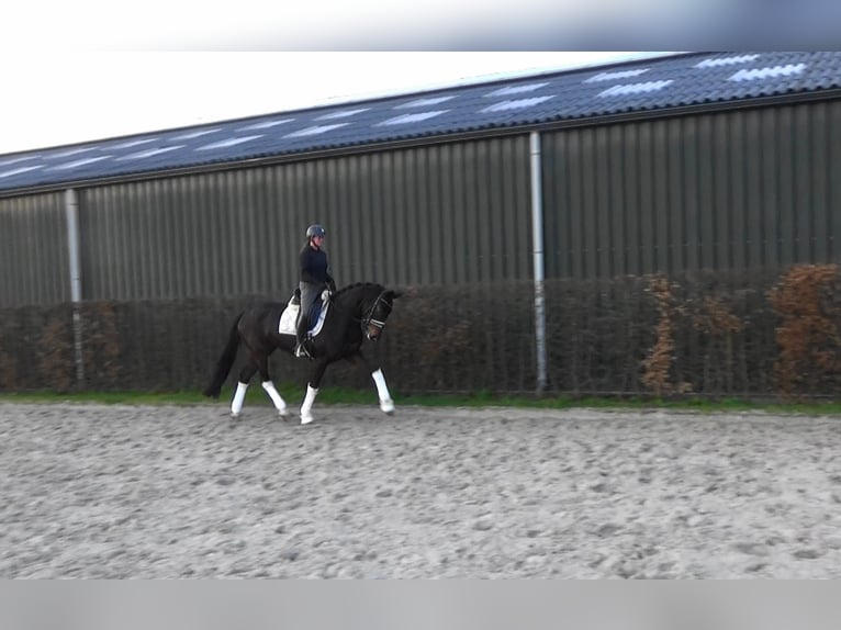 Hanoverian Mare 5 years 16,2 hh Bay-Dark in Mönchengladbach