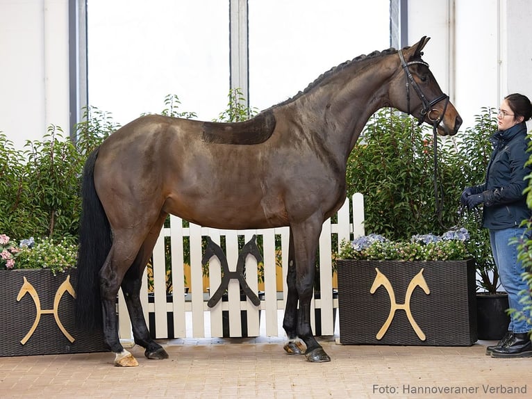 Hanoverian Mare 5 years 16.2 hh Bay-Dark in Verden