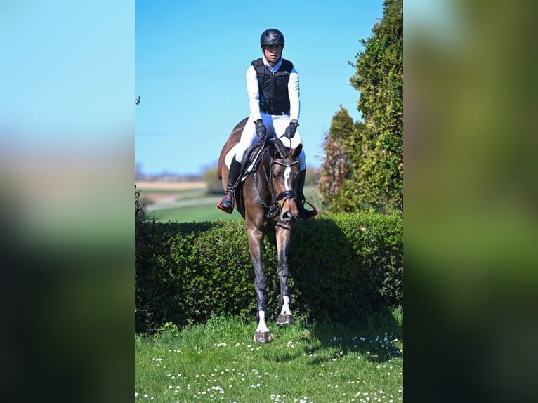 Hanoverian Mare 5 years 16.2 hh Bay-Dark in Gomadingen