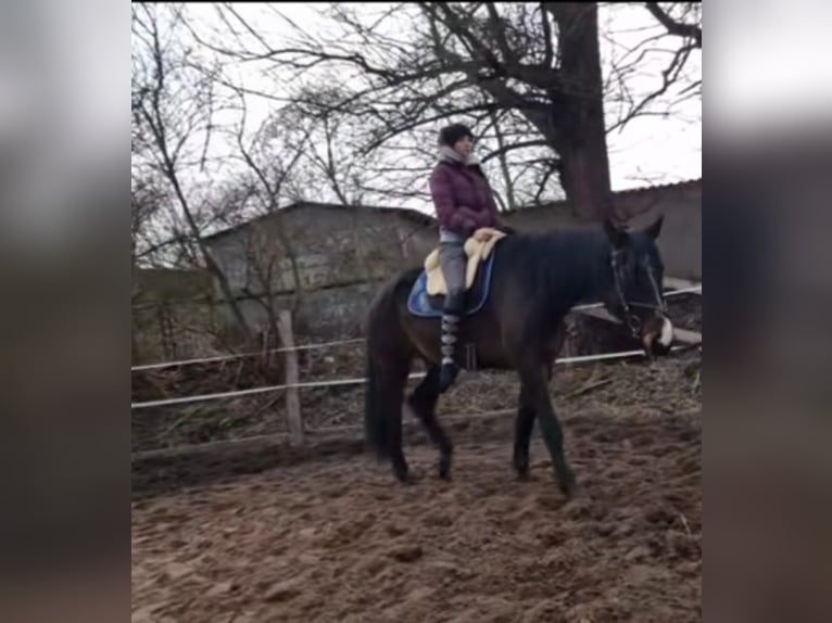 Hanoverian Mare 5 years 16,2 hh Bay-Dark in Gnoien