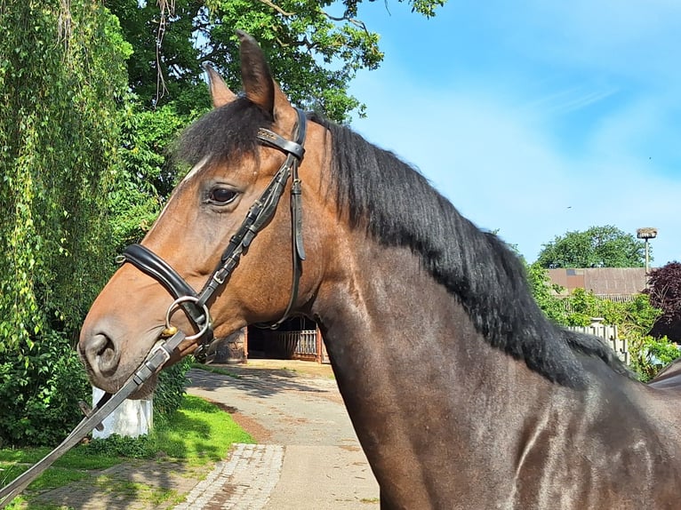 Hanoverian Mare 5 years 16.2 hh Bay-Dark in Gorleben
