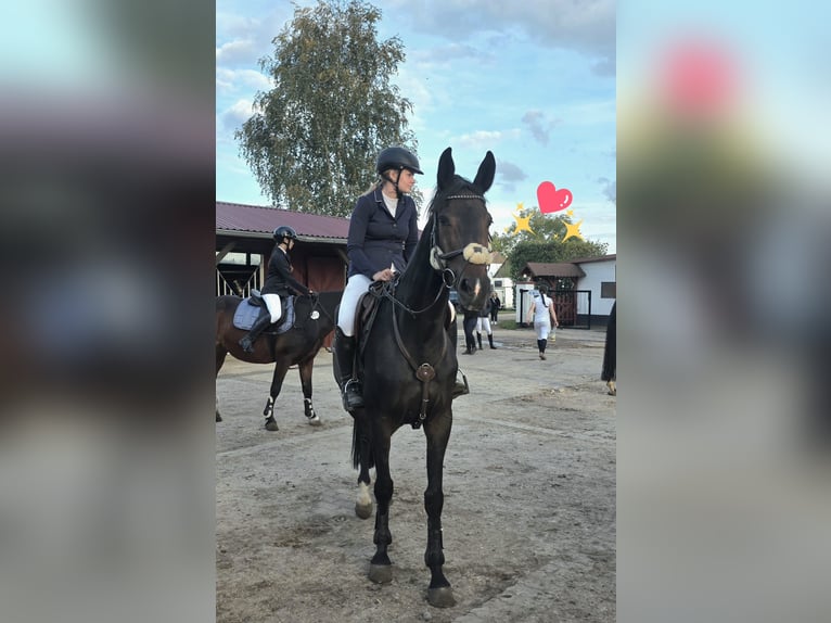 Hanoverian Mare 5 years 16.2 hh Bay-Dark in Braunschweig