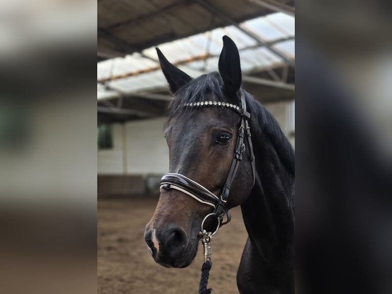 Hanoverian Mare 5 years 16.2 hh Bay-Dark in Braunschweig