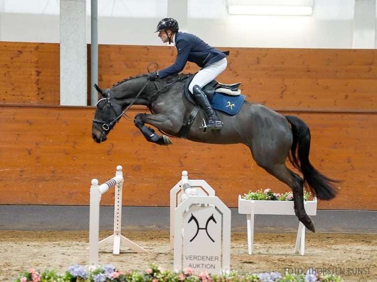 Hanoverian Mare 5 years 16,2 hh Bay-Dark in Verden