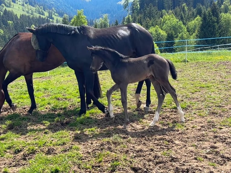 Hanoverian Mare 5 years 16.2 hh Black in Kirchlinteln