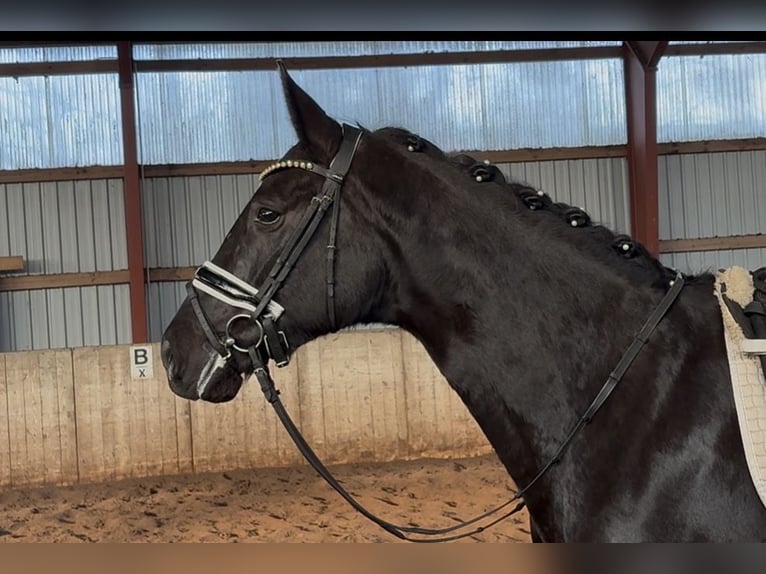 Hanoverian Mare 5 years 16.2 hh Black in Kirchlinteln