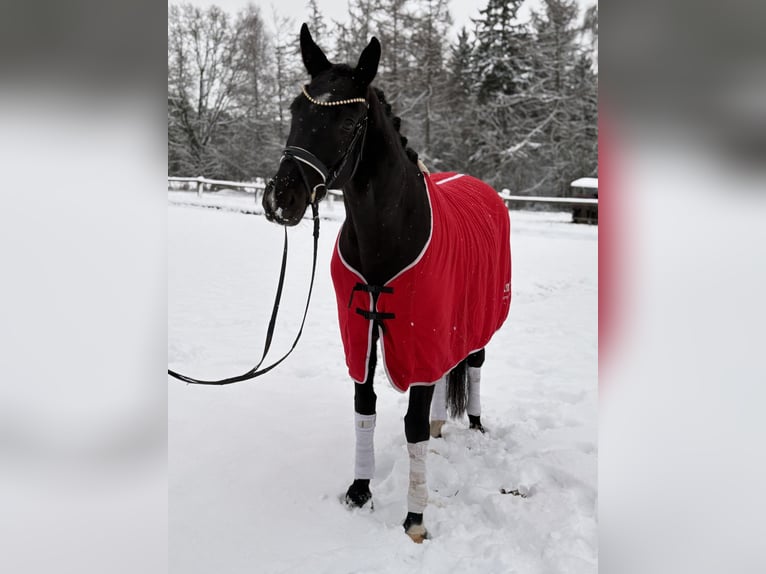 Hanoverian Mare 5 years 16.2 hh Black in Kirchlinteln