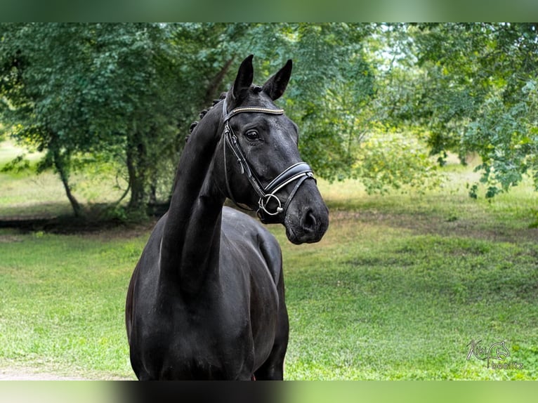 Hanoverian Mare 5 years 16.2 hh Black in Hepstedz