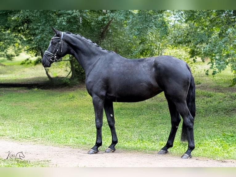 Hanoverian Mare 5 years 16.2 hh Black in Hepstedz