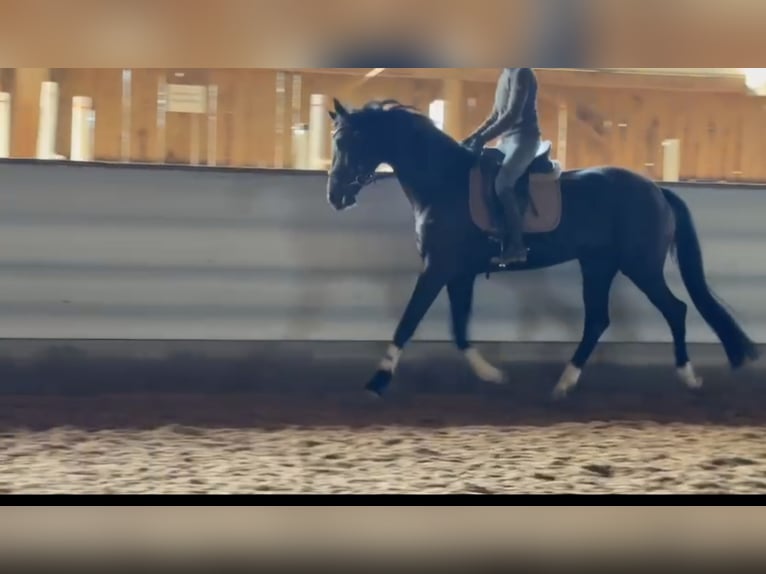 Hanoverian Mare 5 years 16.2 hh Black in Albstadt