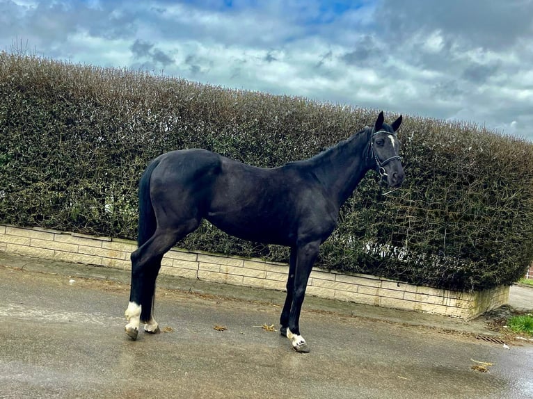 Hanoverian Mare 5 years 16.2 hh Black in Albstadt