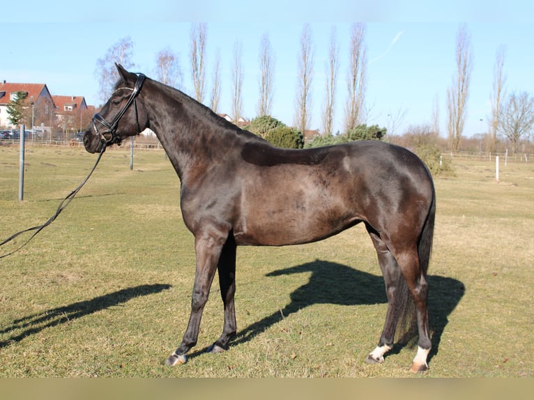 Hanoverian Mare 5 years 16.2 hh Black in Dallgow-Döberitz