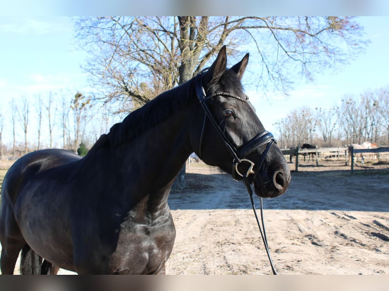 Hanoverian Mare 5 years 16.2 hh Black in Dallgow-Döberitz