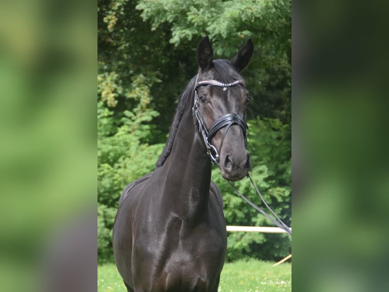 Hanoverian Mare 5 years 16,2 hh Black in Nienhagen