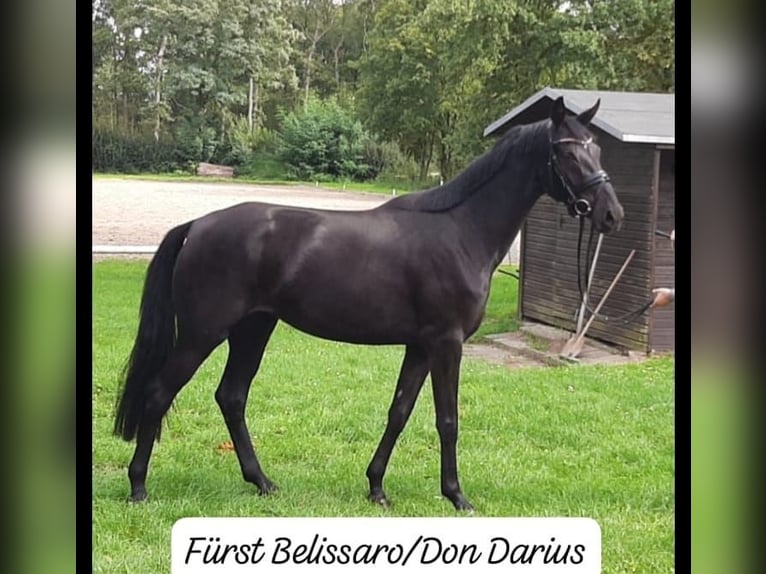 Hanoverian Mare 5 years 16,2 hh Black in Nienhagen