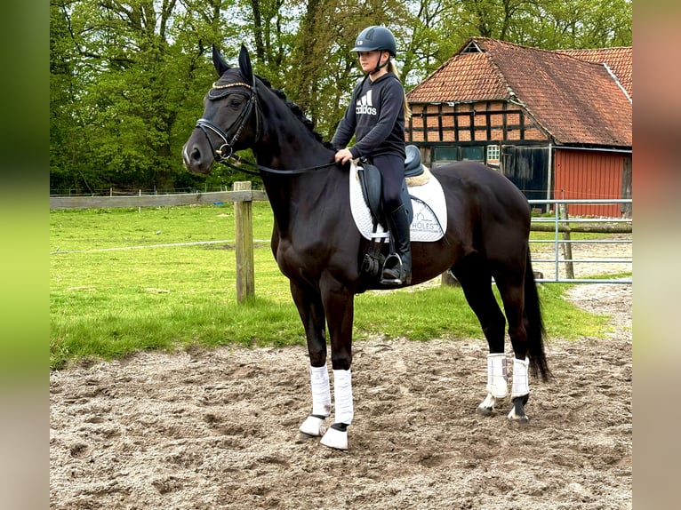 Hanoverian Mare 5 years 16.2 hh Black in Kirchlinteln