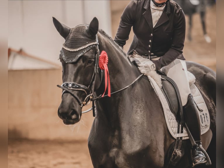 Hanoverian Mare 5 years 16,2 hh Black in Oyten