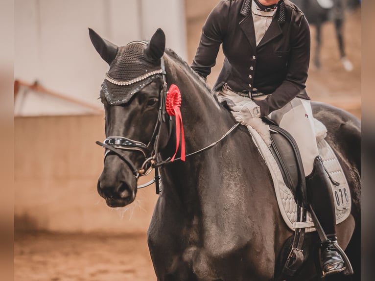 Hanoverian Mare 5 years 16,2 hh Black in Oyten